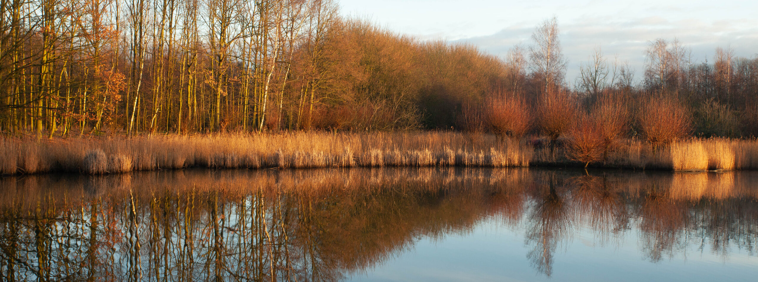 spiegeling bos