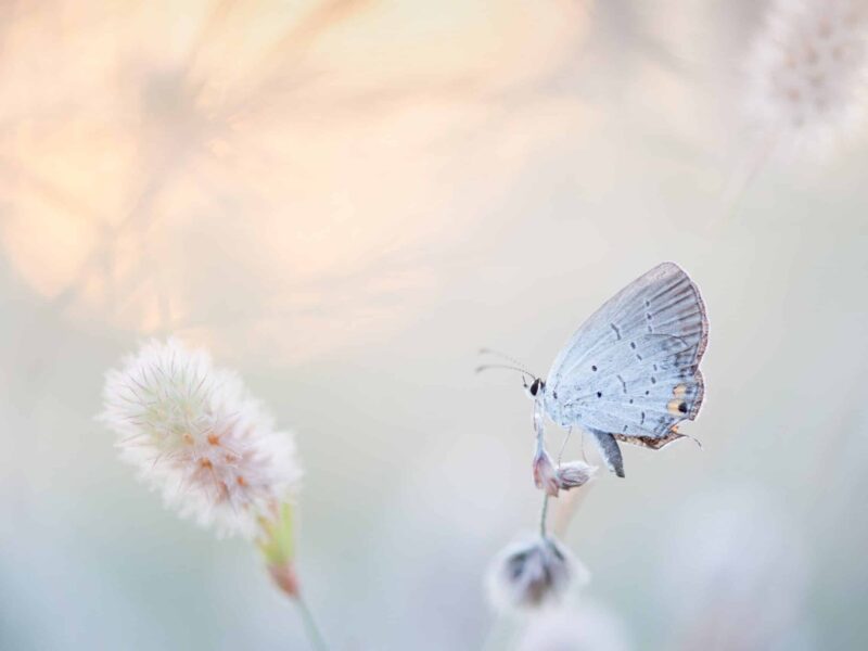 ijsvlinder 2 ijsvlinder 2